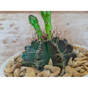Rare Ornamental Plant